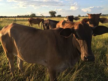 Cows and horse on grassy field