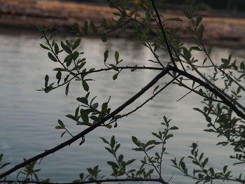 Close-up of plants against river