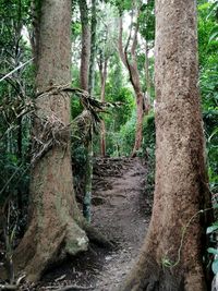 Trees in forest