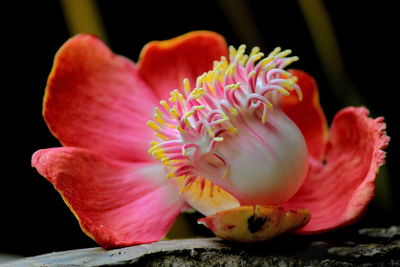 Close-up of pink flowering plant