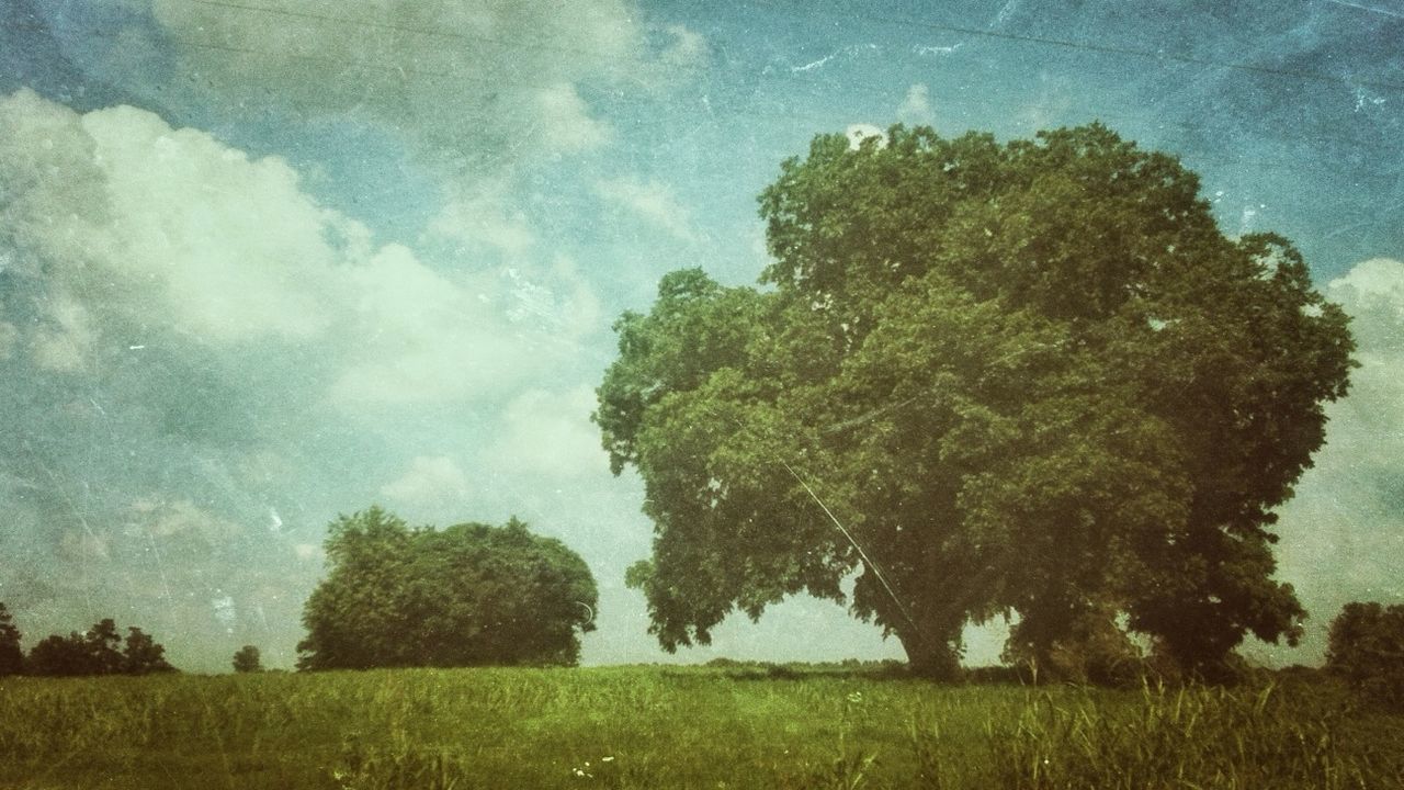 grass, tranquil scene, sky, field, green color, tranquility, growth, beauty in nature, tree, nature, scenics, landscape, grassy, cloud - sky, idyllic, green, day, plant, cloud, outdoors