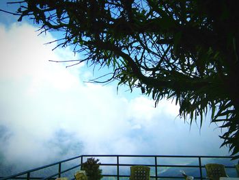 Low angle view of tree against sky