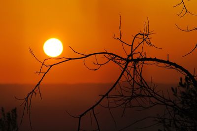 Silhouette bare tree against orange sky