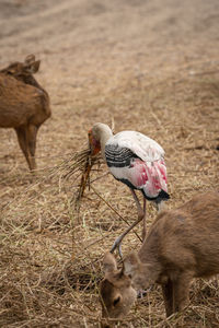 View of two birds on field