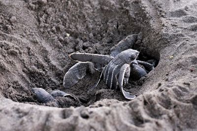 Close-up of hatching sea turtles on sand at beach