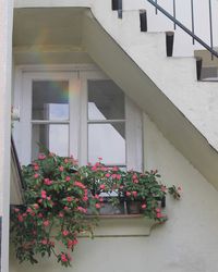 Potted plants on window of building