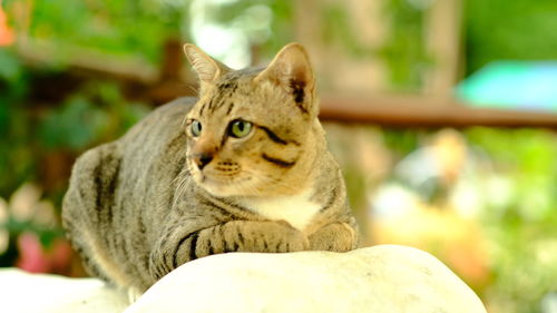 Close-up portrait of a cat looking away