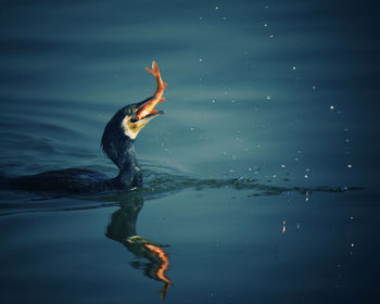 Side view of a duck swimming in lake