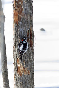 Bird perching on wooden post