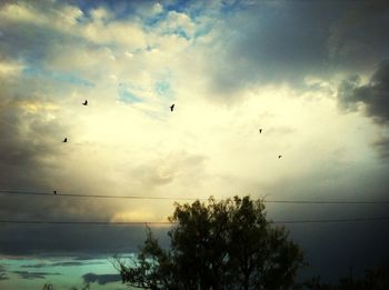 Low angle view of silhouette birds flying against sky