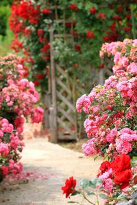 Close-up of pink roses blooming outdoors