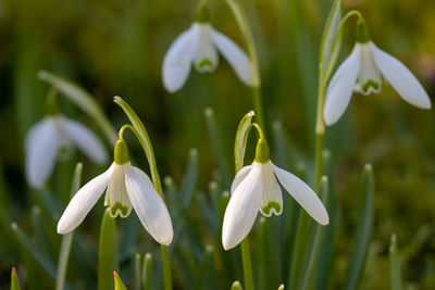 Close-up of white flowering plant