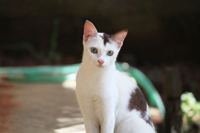 Close-up of cat sitting outdoors