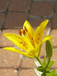 Close-up of yellow flower