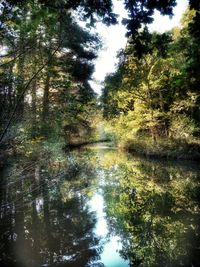 Scenic view of lake amidst trees in forest