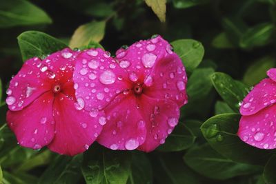 Close-up of water drops on pink flower blooming outdoors