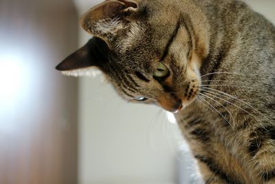 Close-up of cat looking away at home