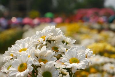 Close-up of white flowering plant