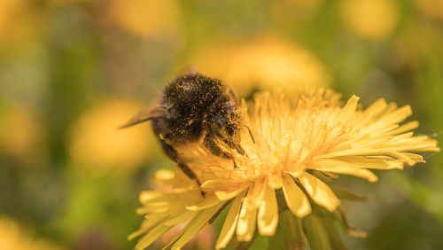 Close-up of insect on flower