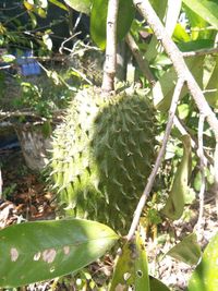 Close-up of fruit growing on tree