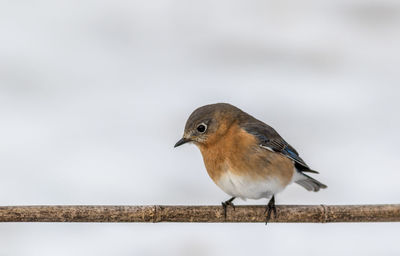 Close-up of bird perching on railing