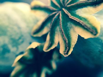 Close-up of purple flowers blooming outdoors