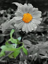 Close-up of flower blooming outdoors