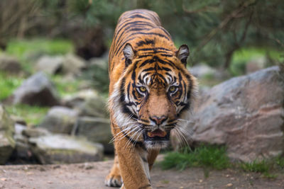 Portrait of tiger in zoo