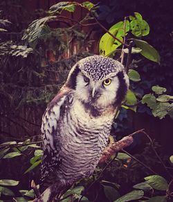 Portrait of owl in forest