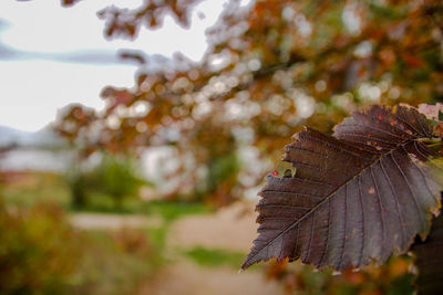 Close-up of autumn leaves on tree