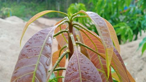 Close-up of insect on plant