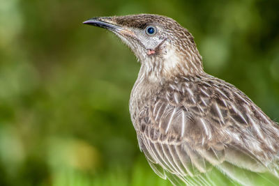 Close-up of bird