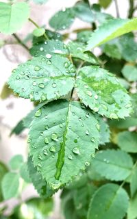 Close-up of leaves