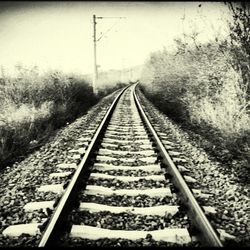 Surface level of railway tracks against trees