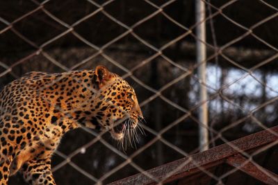 Close-up of a cat in zoo