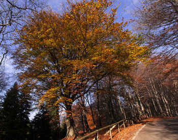 View of autumnal trees along road