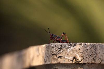 Close-up of insect on rock