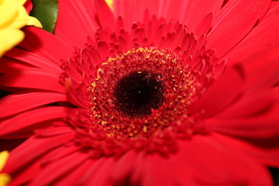 Close-up of red flower blooming outdoors