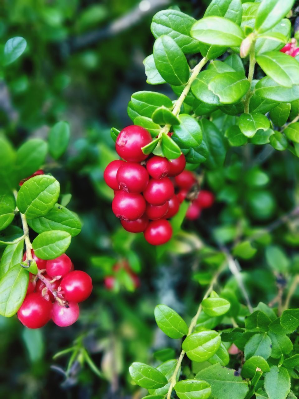 CLOSE-UP OF RED BERRIES GROWING ON PLANT