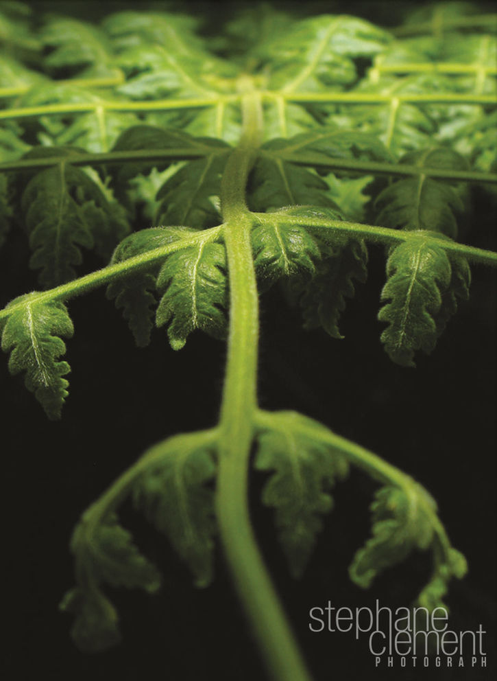 CLOSE-UP OF PLANTS