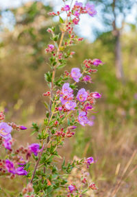 Close-up of pink flowering plant on field