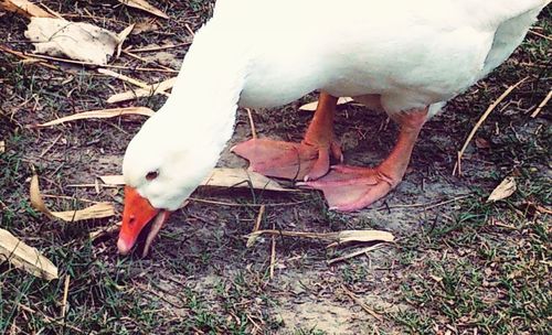 High angle view of swan on field