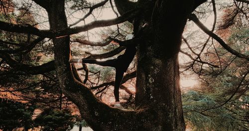 Close-up of bare tree in forest