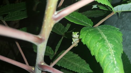 Close-up of insect on leaf