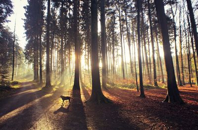 Scenic view of forest