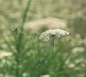 Close-up of plant against blurred background