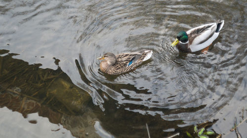 High angle view of duck swimming in lake
