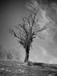 Bare tree on field against sky