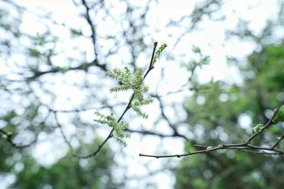 tree, branch, growth, low angle view, focus on foreground, nature, leaf, close-up, selective focus, twig, beauty in nature, day, outdoors, tranquility, sky, no people, one animal, green color, animal themes, plant