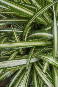 Full frame shot of fresh green plants